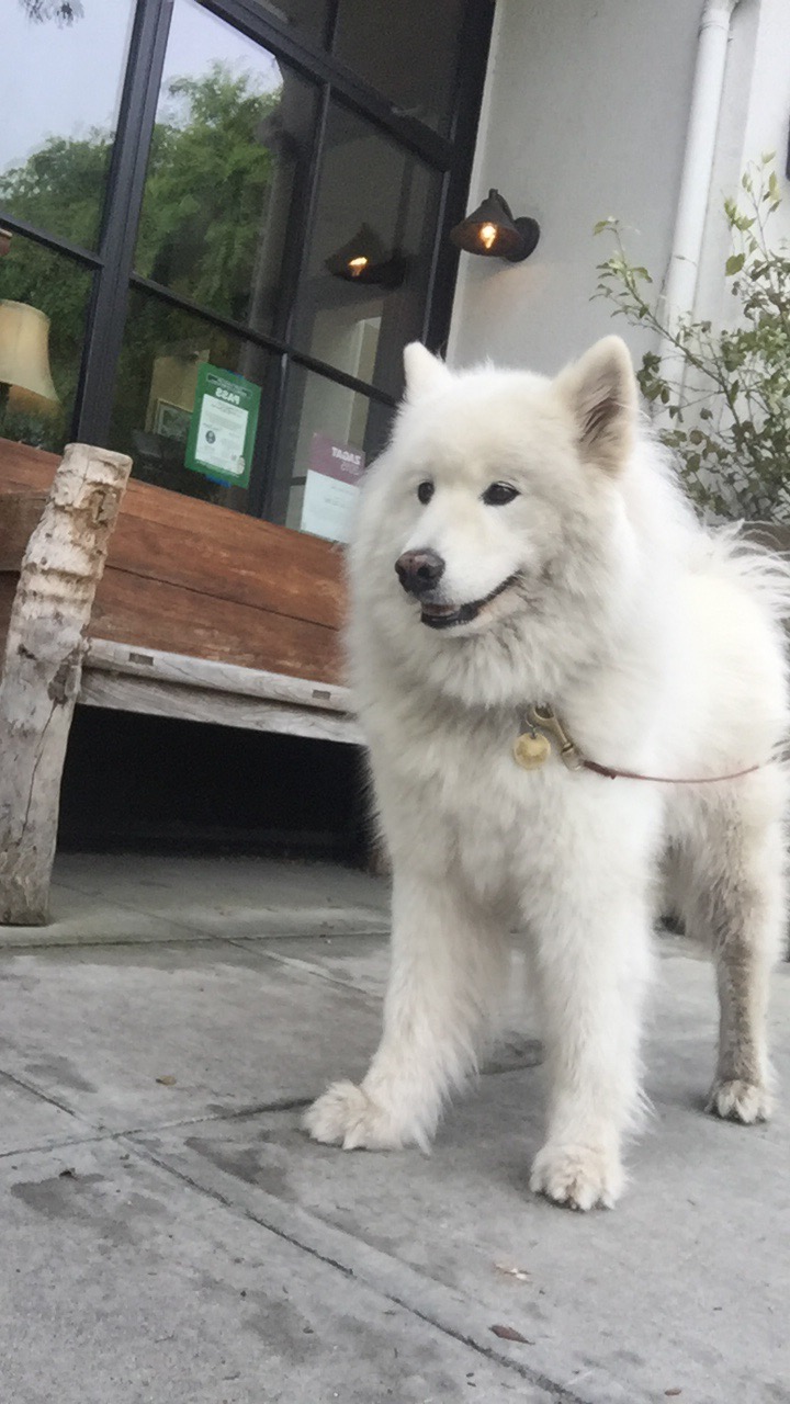 Blue-huskie-is-white image1.JPG