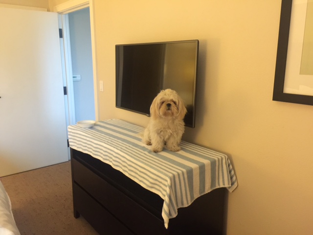 Brady-shih-tzu-Starwood-hotel-Westin-Napa-larry-chiang image1.JPG