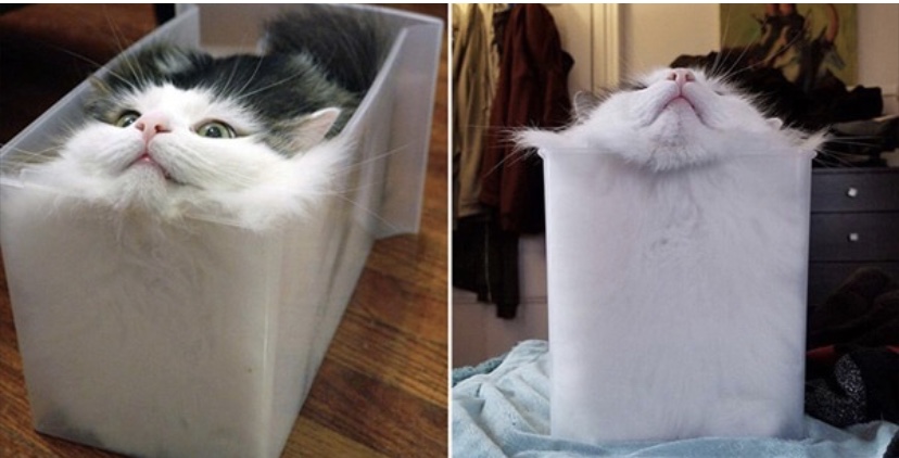 cute-cat-to-activate-thermodynamics-knowledge