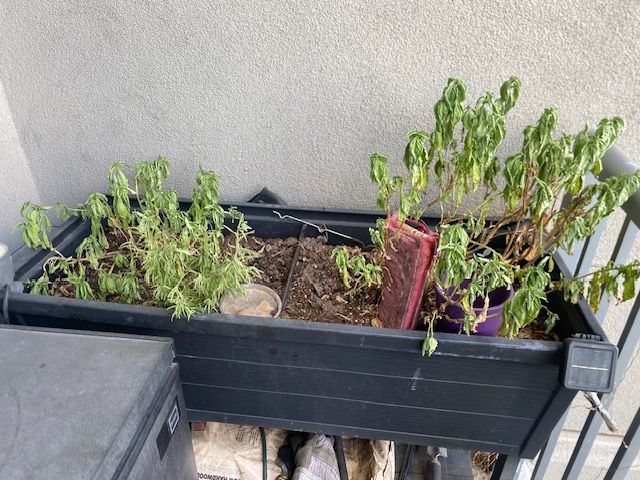 image5.jpeg