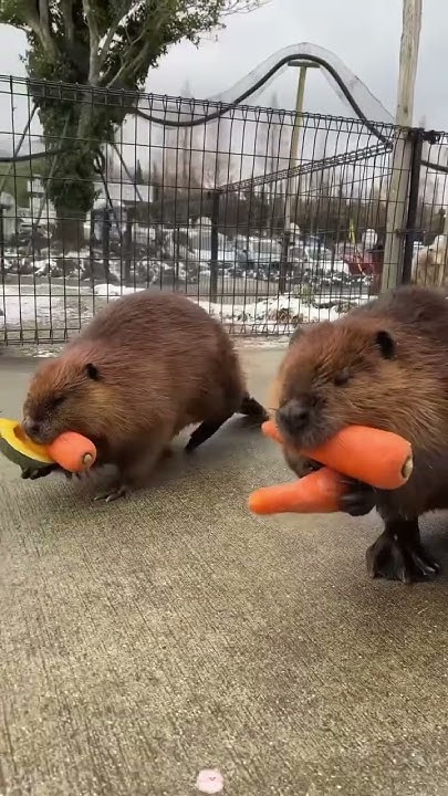 oar2.jpg
